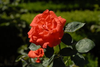 Rosengarten prachtvolle Rosen Urlaub in Portugal