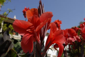 Blütenpracht in Portugal Urlaub un Relaxen Quinta de Vermil