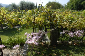 Wein und viel Blühende Pflanzen, 365 Tage Blütenpracht im Portugal-Urlaub